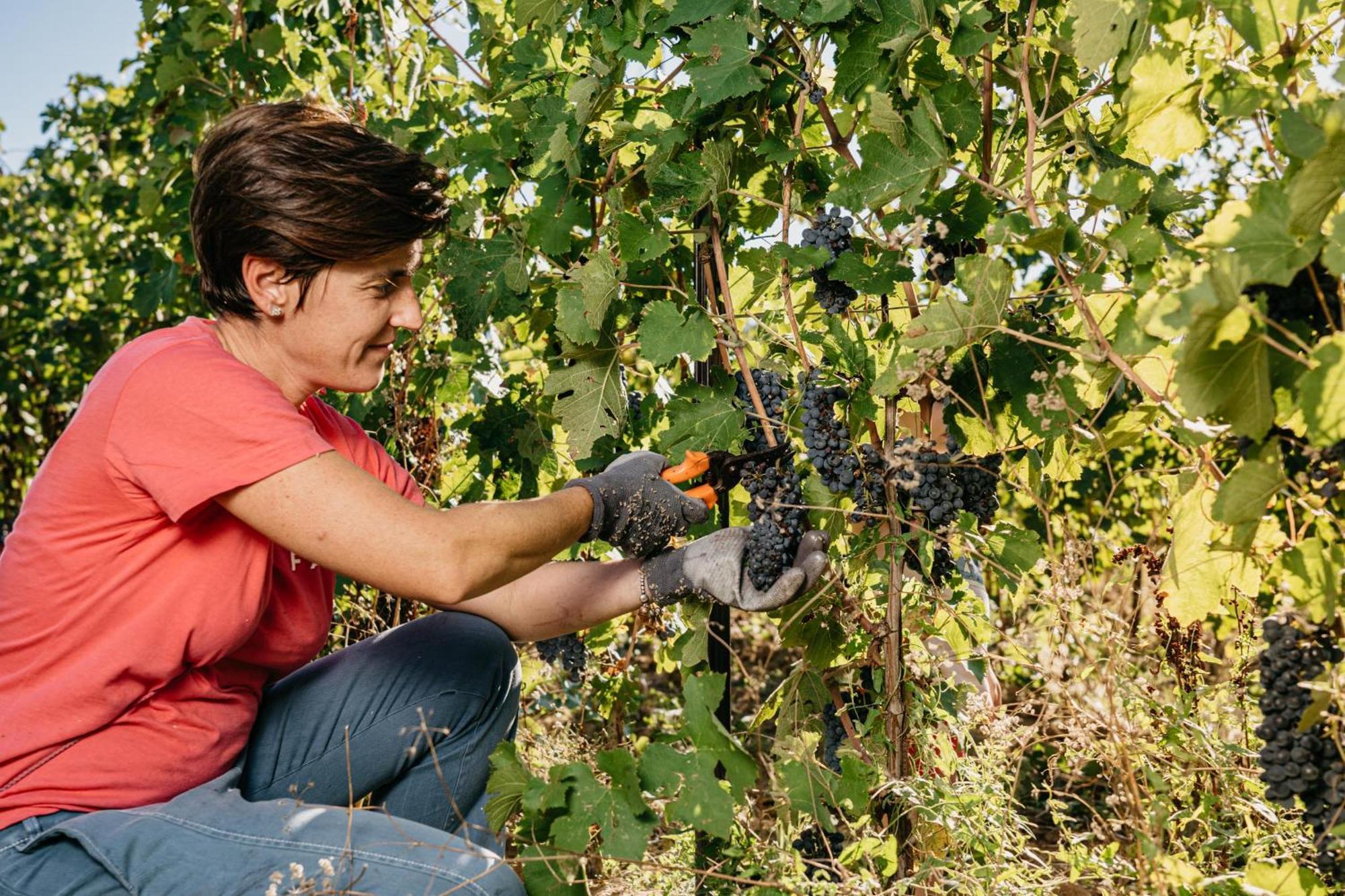 Il Querciolo - Azienda Biologica, Agriturismo E Cantina Marciano della Chiana Екстериор снимка