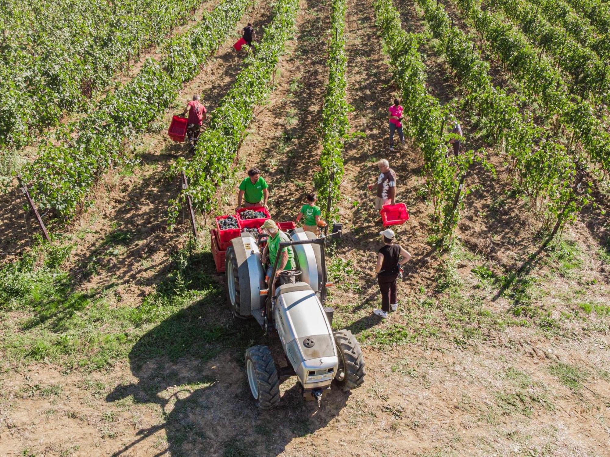 Il Querciolo - Azienda Biologica, Agriturismo E Cantina Marciano della Chiana Екстериор снимка